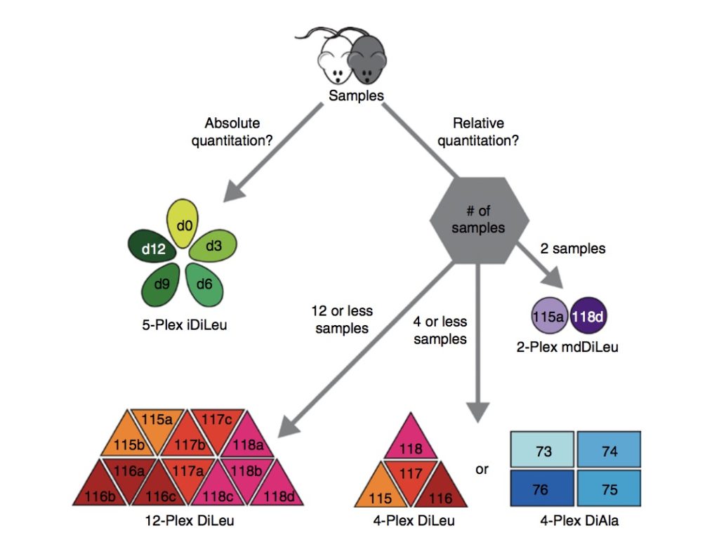 A graphical abstract from Buchberger et al (2019) which depicts labeling strategy options for a type of sample. The sample in the picture is a mouse, the labeling strategies include 5-plex iDiLeu, 12-Plex DiLeu, 4-Plex DiLeu, 2-Plex mDiLeu, and 4-Plex DiAla.