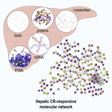 Graphical abstract for Rhoads et al, depicting the Hepatic CR-responsibe molecular network